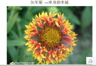 矢车菊的花语是“忠诚的爱”，那么可以是