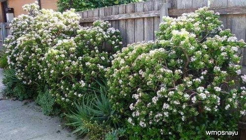 玉树夏天如何养护才能开花？