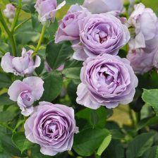 切花月季， 既好堪又耐插瓶的品种推荐