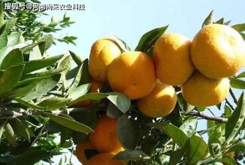 针对不同树龄柑橘，探讨其修剪技术要点