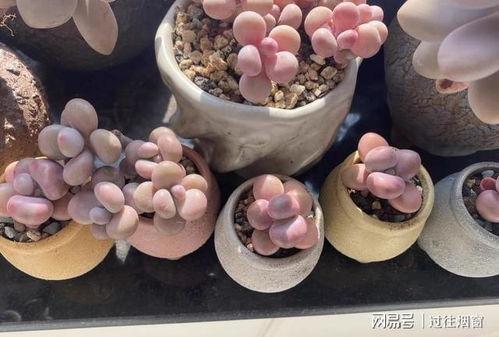 芙蓉花适合用哪种材质和尺寸的花盆来养殖