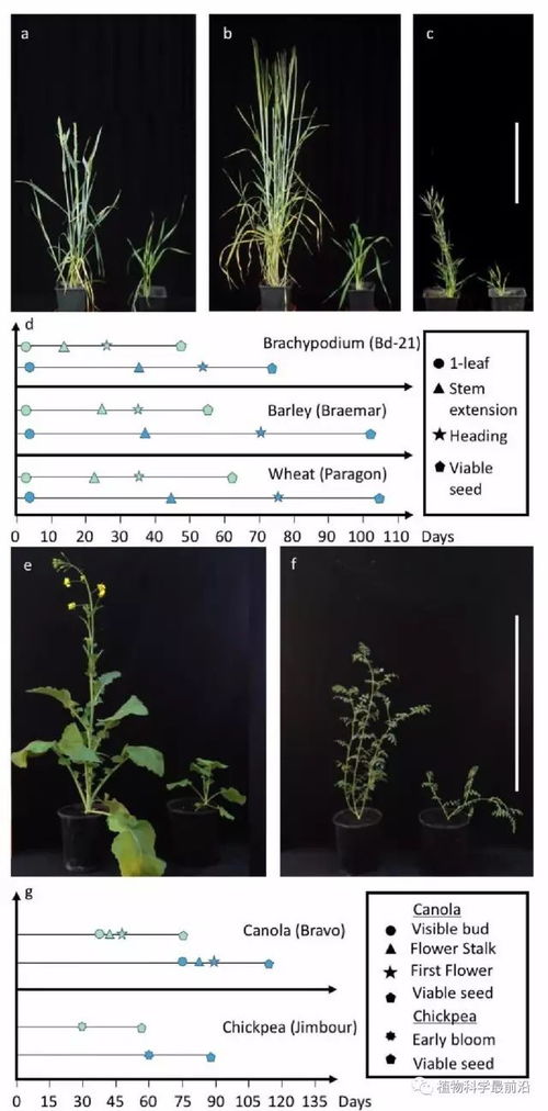 第三阶段：分枝期（15厘米-成熟）