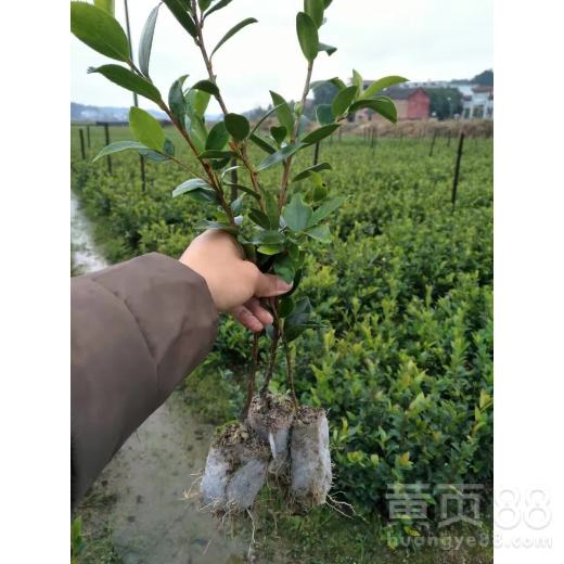 辨别真假红花油茶苗，江西赣州种植户的亲身经历