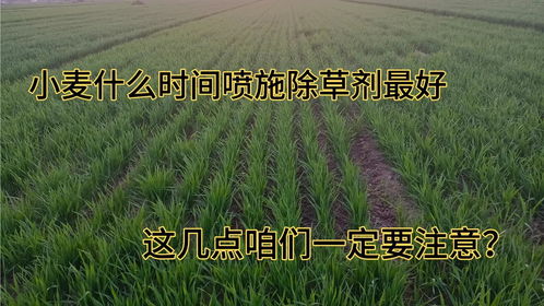 小麦除草剂的Zui佳用药时间