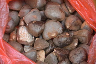 油茶红花与油茶白花，哪个梗好呢？