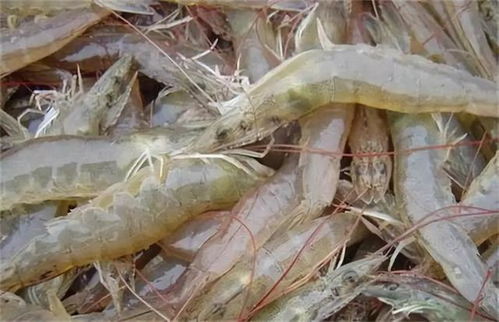河北唐山南美白对虾一天喂多少饲料才能满足一万只虾的生长需求？