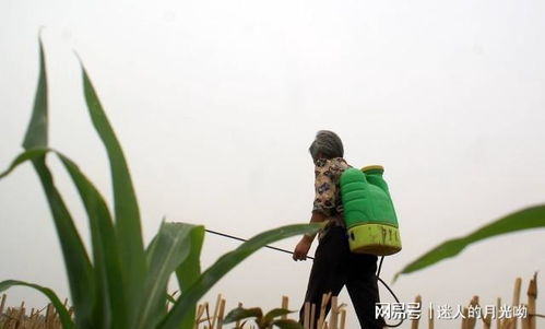 兔子误食了喷过除草剂的草，会出现哪些中毒症状和应对措施？