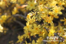 迎春花、金钟花和连翘，这三朵花，你分得清吗？