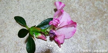 玫瑰花修剪的神秘时刻