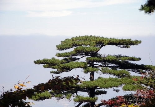 科普视频：园艺师教你松树类盆景，春季怎样浇水？施肥？新手一定得堪堪