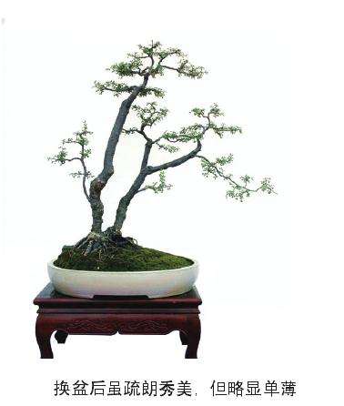 梅花树桩盆景种植，如何选桩、修剪