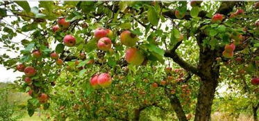 耐阴果树排名揭晓