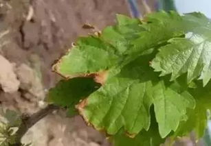 葡萄黄叶，心头愁啊！