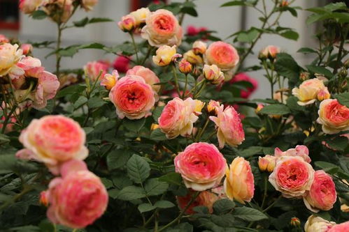 修剪月季的注意事项