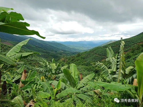 大花苗种植，土壤选择是关键