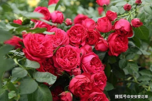 斯嘉丽月季的花色和香味揭秘