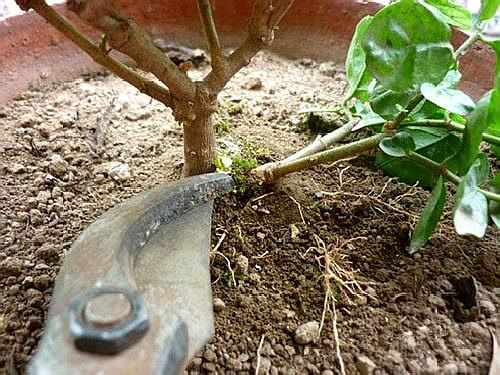 修剪的工具与技巧