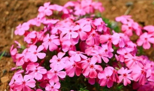 耐寒王者：东北山梅花