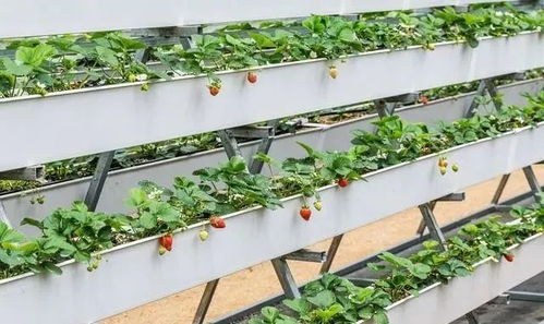 基质栽培与农药使用的奇妙邂逅