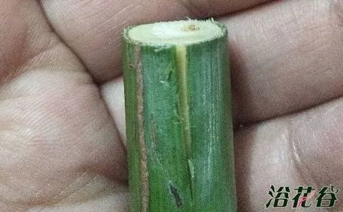 月季棒棒糖嫁接图文详解中，如何正确操作才能提高嫁接成功率