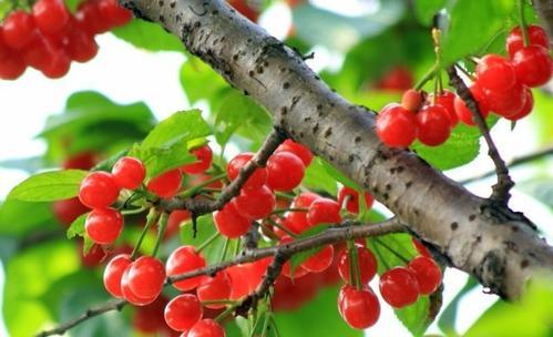 春天种植，樱桃核的苏醒