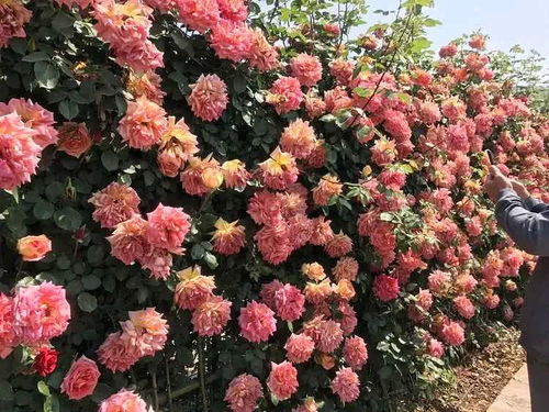 韩城打造“月季之城”， 生态美景引人入胜