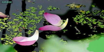 荷花开花的次数