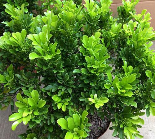 视频指导， 养花不迷路