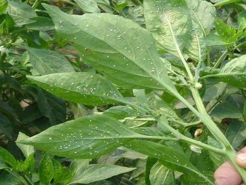 喷药时间， 有讲究