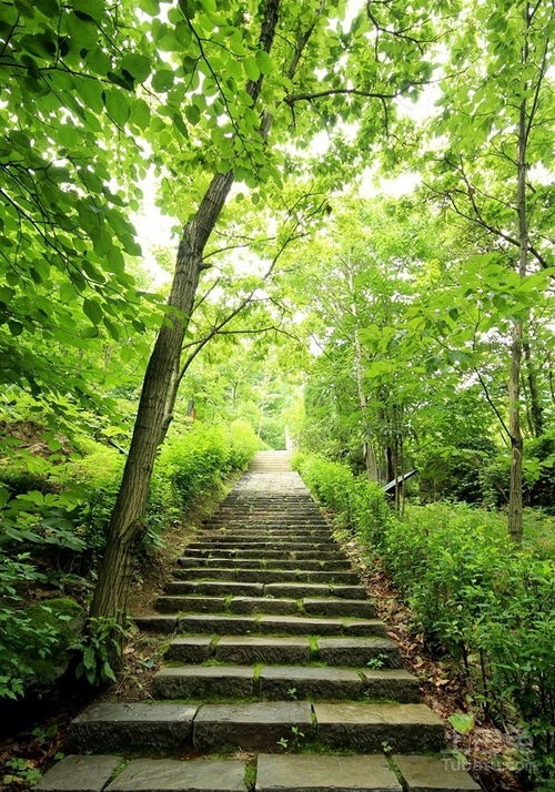南京中山植物园同过显微观察发现， 玩全成熟的橡树叶栅栏组织厚度达180-200μm，比未成熟叶片厚2.3倍。