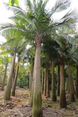 中山小榄花木网：园艺新风尚的引领者