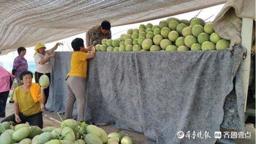 棕榈树果实成熟时间差异大不大？南方和北方的不同