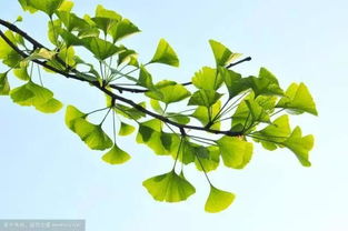 柳树：辟邪守护之树