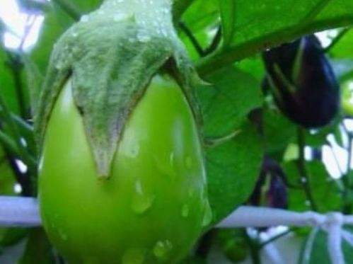 百菌清：茄子病害的“克星”还是“噩梦”？