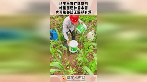 土里撒什么最有效？除草剂