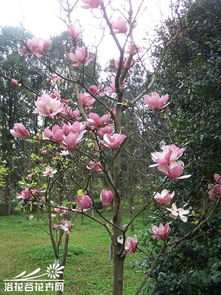 二乔玉兰：白色与紫色的交融