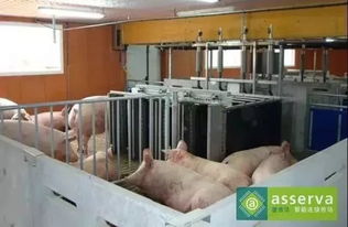 “高效母猪场人员配置与养殖方案设计”