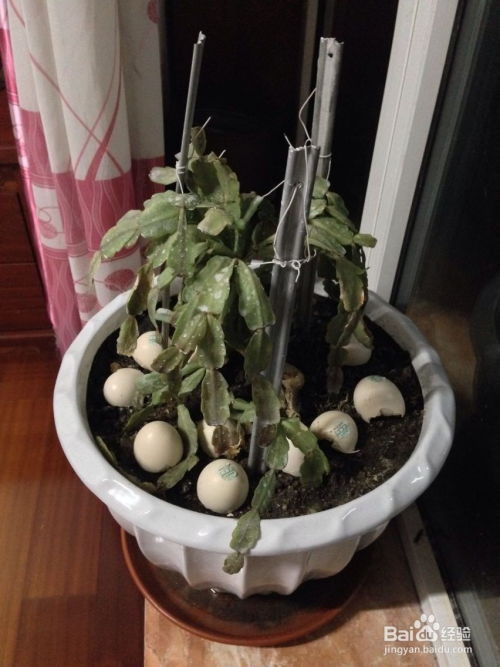 山豆根叶子掉落怎么办？如何挽救这株植物的生命