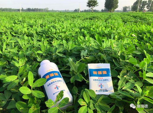 花露红在什么生长阶段喷洒农药最有效