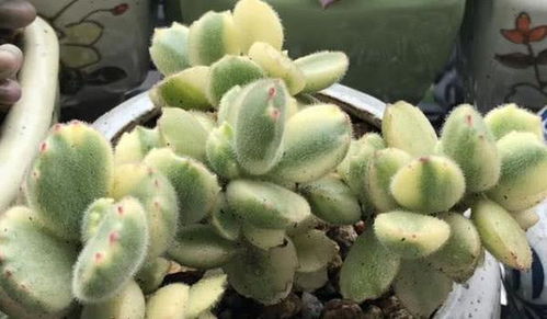 秋天多肉掉叶子是什么原因导致的，如何有效处理避免叶子继续掉落