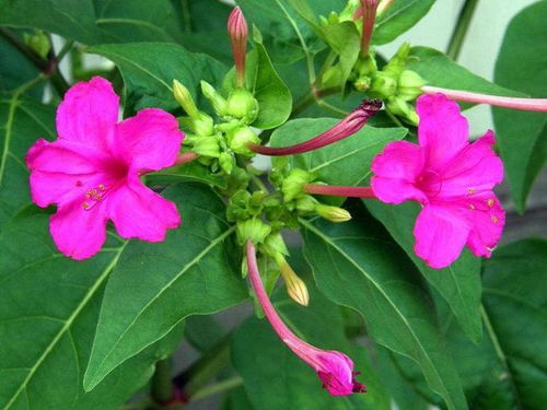 紫茉莉的养护技巧