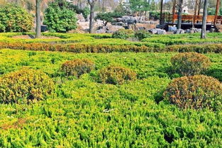 精品丛生苗木的培育技术探讨