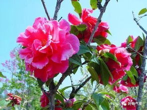 山茶花：冬日里的艳丽使者