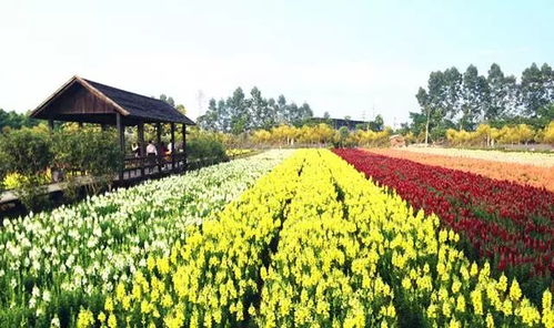 香草之谜：一场味蕾的探险之旅