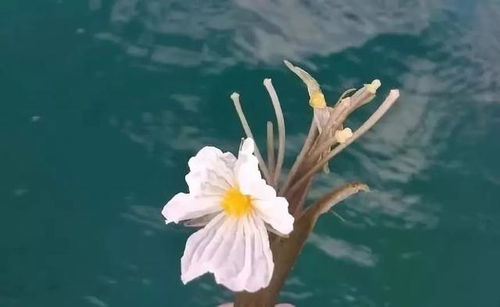 水性杨花是啥？看完这篇文章你就明白了