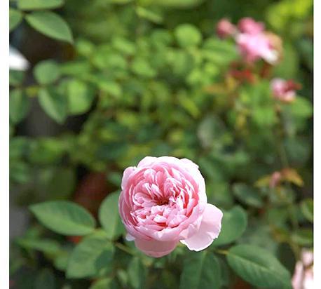 植物在什么情况下或由于什么原因会导致死亡？