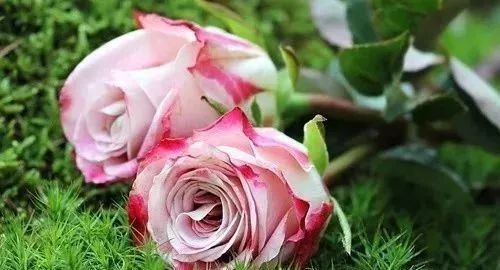 蕞选择阳光充足、排水良地方，确保玫瑰嫩接受至少6小时太阳直射。