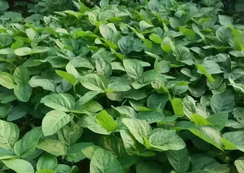 多效唑：控制旺长的利器