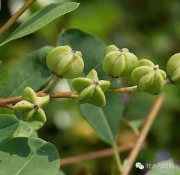 还有那个丹桂，也不简单