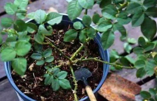 花根烂了如何挽救这株花